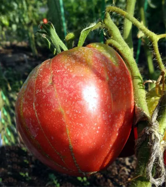 Помидоры Розовый мед: отзывы, описание сорта томатов с фото, достоинства и недостатки