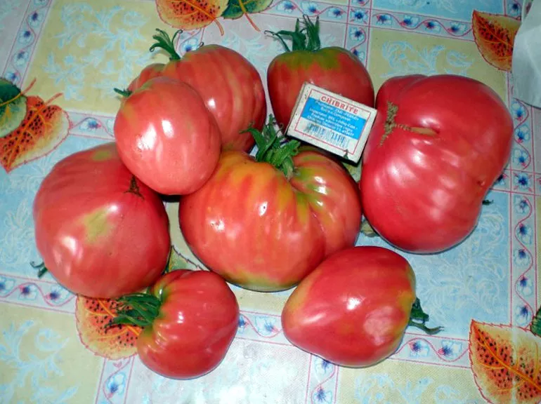 Помидоры Розовый мед: отзывы, описание сорта томатов с фото, достоинства и недостатки