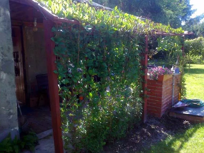 Посадка и выращивание кобеи лазающей из семян в домашних условиях, в саду