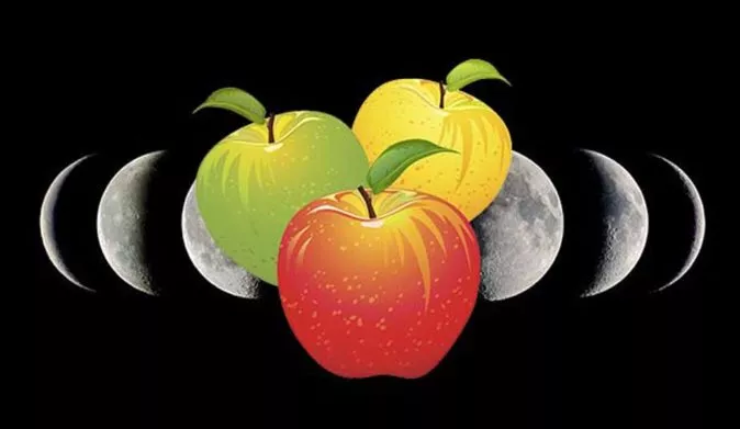 Посадка яблони осенью: правила и пошаговая инструкция