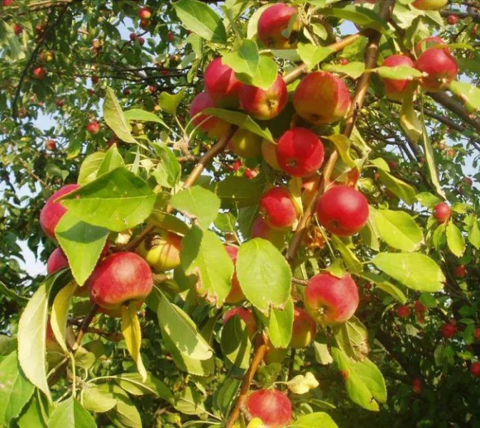 Посадка яблони: особенности роста