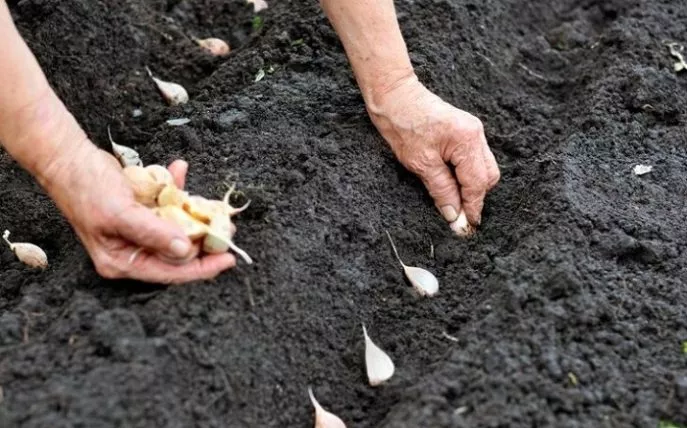 Посадка озимого чеснока под зиму: обработка чеснока, подготовка почвы, сроки посадки в разных регионах