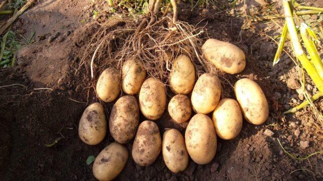Посадка раннего картофеля под пленку