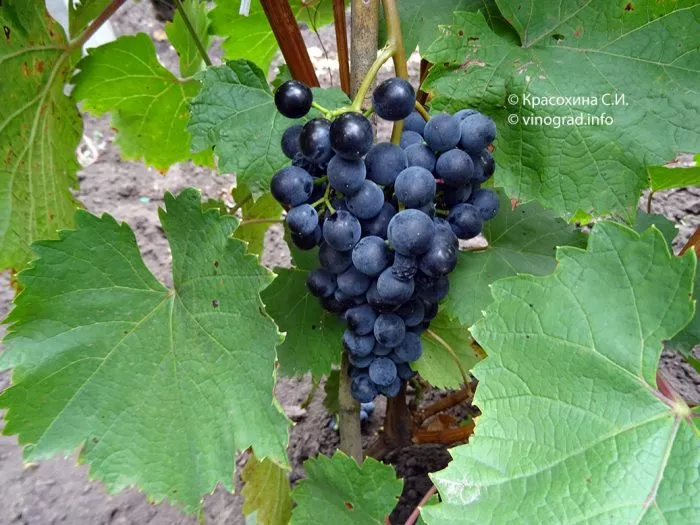 Посадка винограда осенью 3 способами: пошаговая инструкция + фото