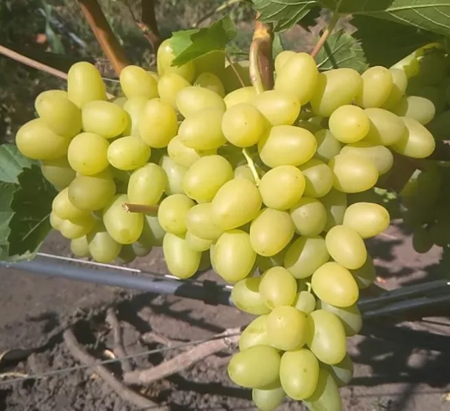 Посадка винограда осенью 3 способами: пошаговая инструкция + фото