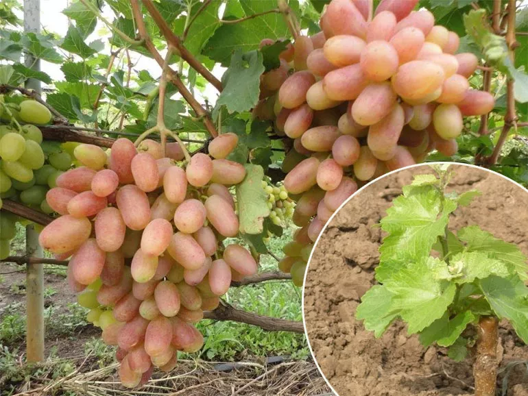 Правила посадки винограда осенью и весной саженцами, черенками, схема посадки