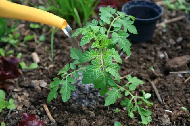 Применение аммиака для растений в саду (удобрение, удобрение)