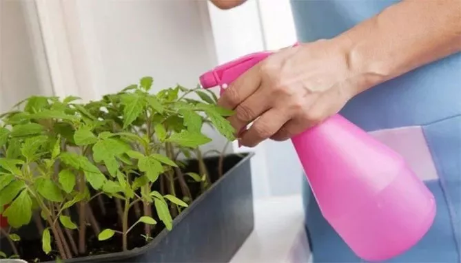 Применение перекиси водорода для комнатных и садовых растений (подкормки, подкормки)