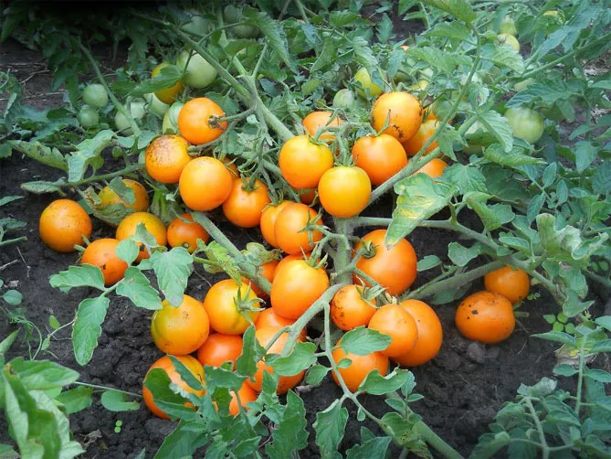 Прищипка и прищипка помидоров в теплице пошагово — схема, фото