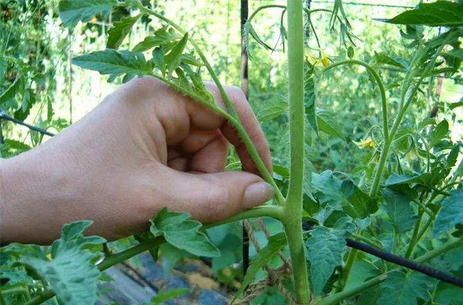 Прищипка и прищипка помидоров в теплице пошагово — схема, фото