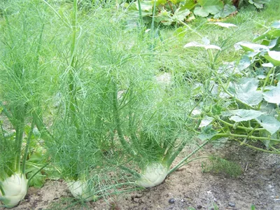 Пряные травы: фото, названия, растущие на огороде
