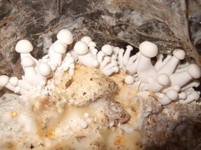 Промышленное выращивание белых грибов