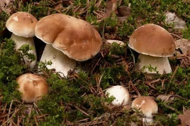 Промышленное выращивание белых грибов