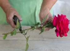 Простой способ вырастить и посадить розу из букета в домашних условиях