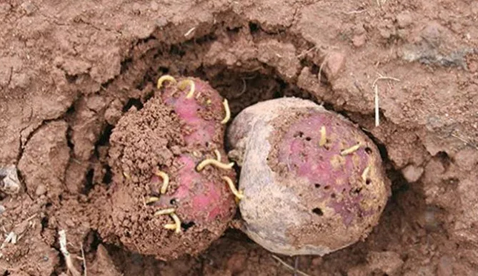 Картофельный проволочник – как от него избавиться – народные средства, агротехника