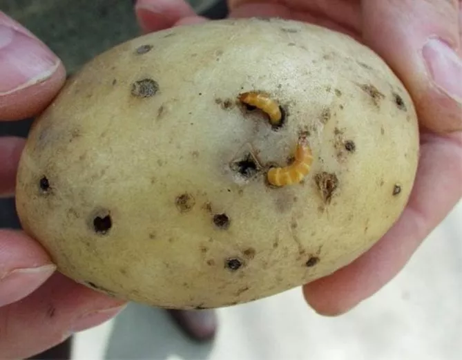 Картофельный проволочник – как от него избавиться – народные средства, агротехника