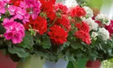 Растения и цветы, выращенные на подоконнике: фиалка, роза, гранат, финик, зелень