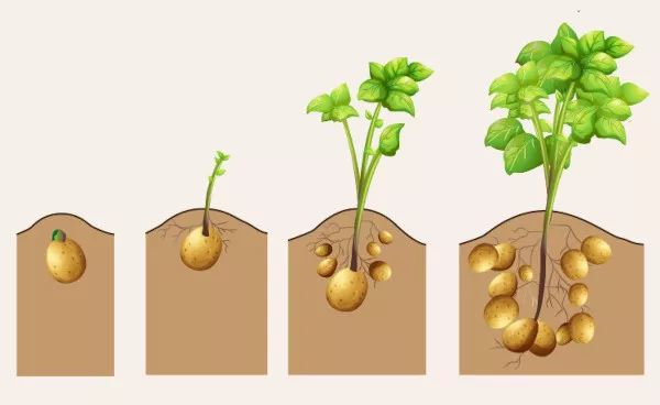 Размножение картофеля клубнями. Как это бесполое размножение. Способы