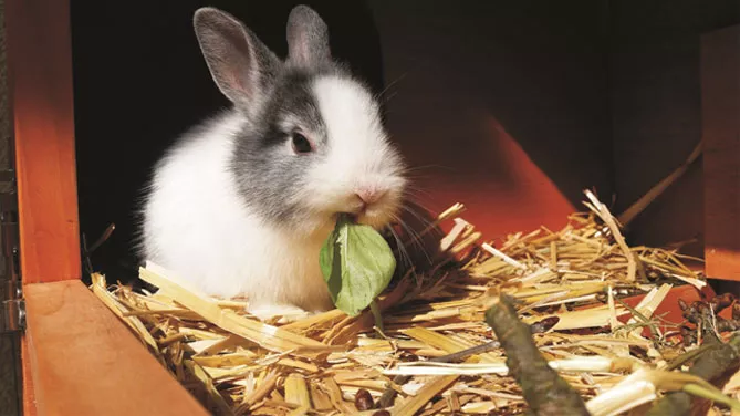 Кролиководство в домашних условиях — подробности для начинающих