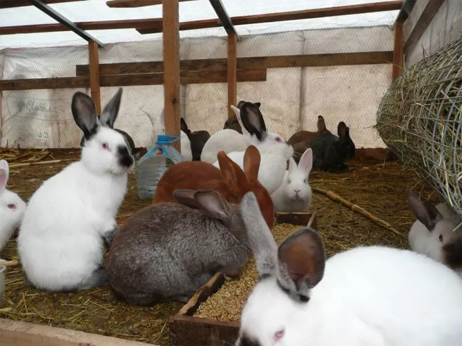 Кролиководство в домашних условиях — подробности для начинающих