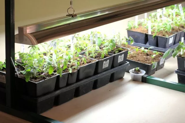 Редис на подоконнике: выращивание зимой, весной, в квартире, на балконе, дома, посадка и уход