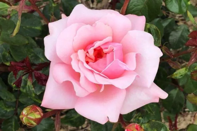 Роза флорибунда: лучшие сорта для Подмосковья