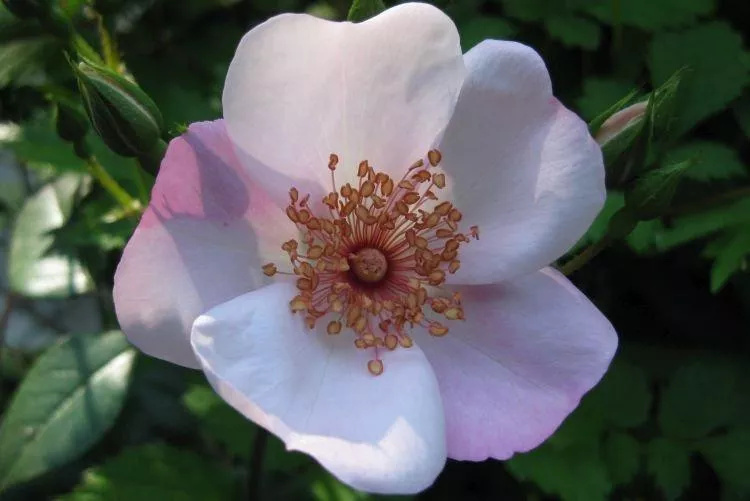 Роза флорибунда: лучшие сорта для Подмосковья