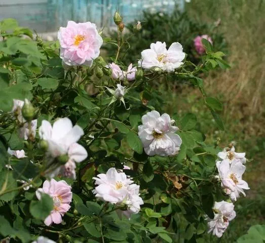 Роза многоцветковая вечноцветущая мини Garden Aroma: фото, отзывы