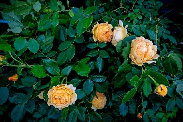 Роза Остин Голден Селебрейшн (Golden Celebration): фото и описание, отзывы
