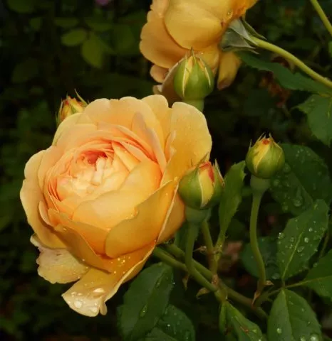 Роза Остин Голден Селебрейшн (Golden Celebration): фото и описание, отзывы