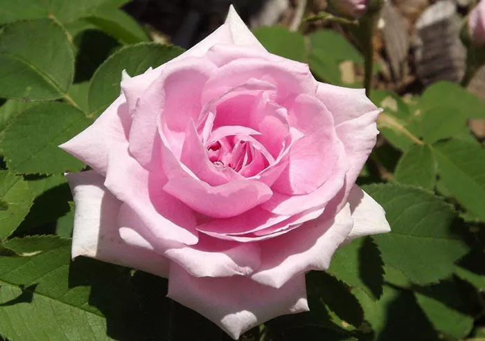 Роза розового мира. Фото, описание, отзывы