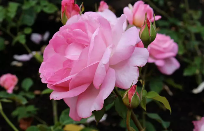 Розовая принцесса Монако. Фото, описание, отзывы