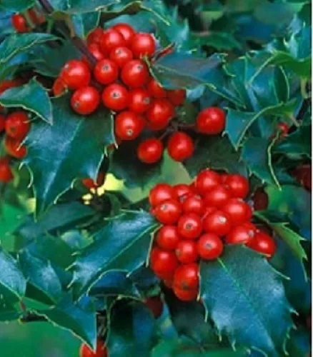 Рождественское растение с красными ягодами