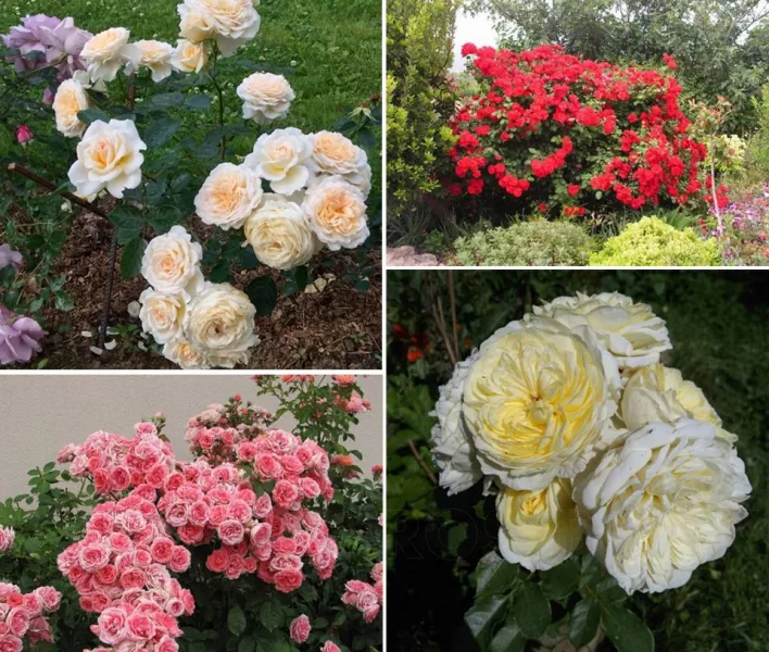 Розы в саду: ландшафтный дизайн участка