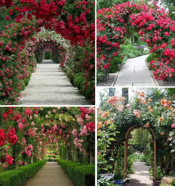 Розы в саду: ландшафтный дизайн участка