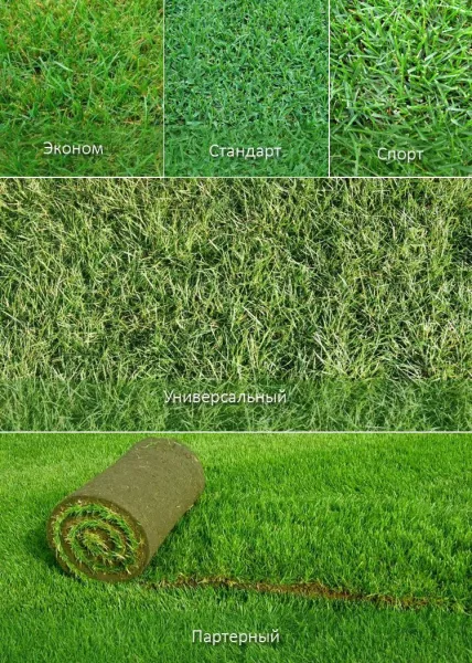 Рулонная трава: применение, укладка пошагово, цены