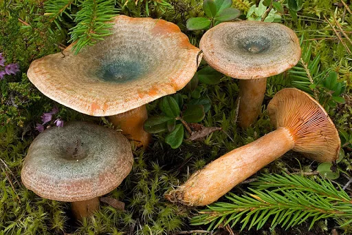 Имбирный гриб. Фото и описание, как приготовить, рецепты
