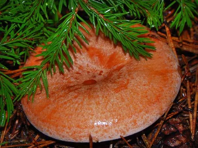 Имбирный гриб. Фото и описание, как приготовить, рецепты
