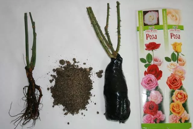 Садовые розы: посадка, уход, размножение, болезни