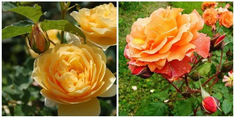 Садовые розы: виды и сорта, посадка и уход