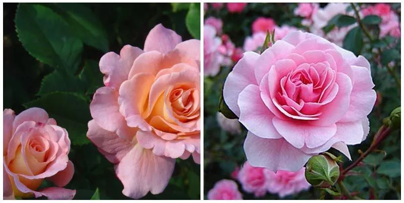 Садовые розы: виды и сорта, посадка и уход