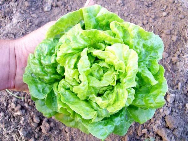 Салат салат Фото, что это такое, как выглядит, польза, выращивание