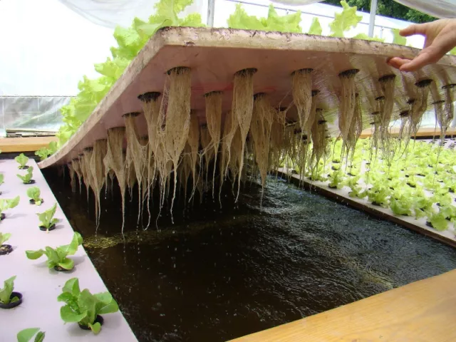 Гидропонный салат в домашних условиях: технология выращивания