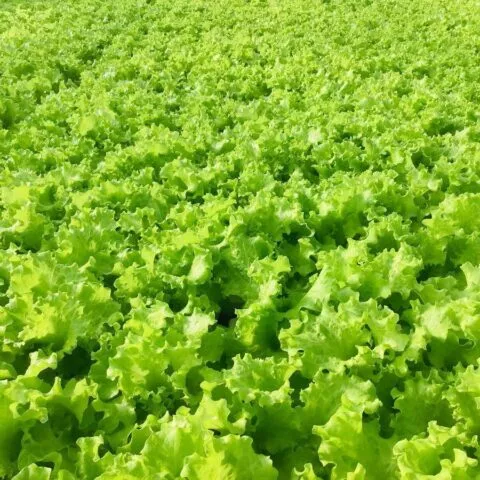 Гидропонный салат в домашних условиях: технология выращивания
