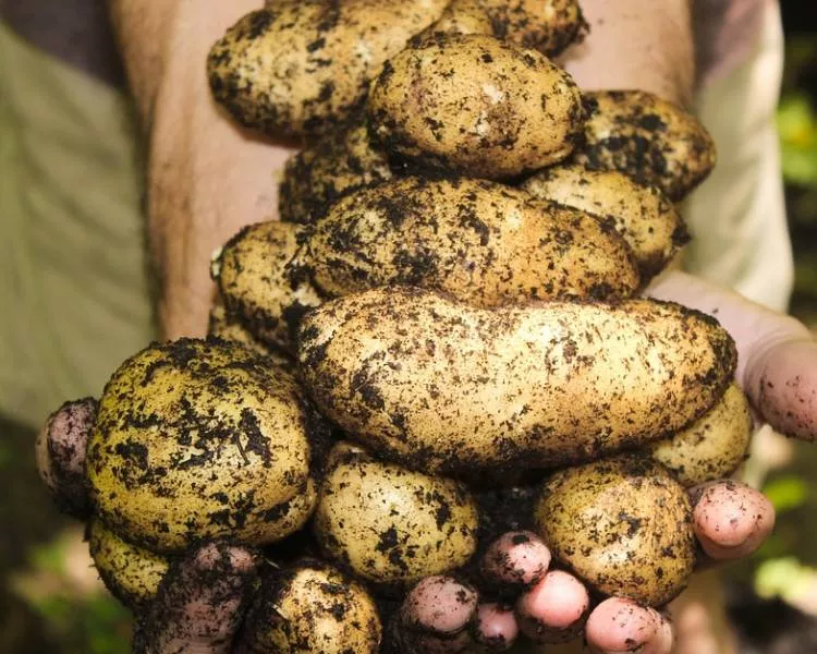 Лучшее удобрение для картофеля при посадке в лунку весной