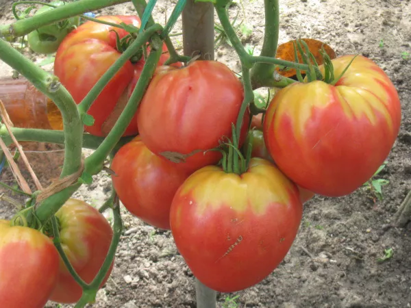 Самые сладкие помидоры по мнению огородников
