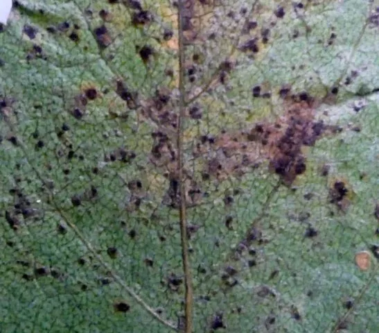Мыльнянка базиликолистная (saponaria): посадка и уход в открытом грунте