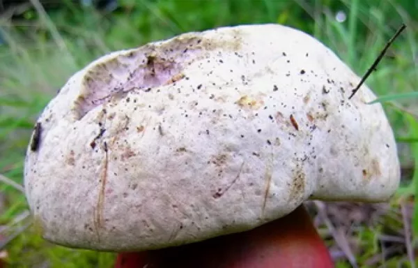 Сатанинский гриб. Фото и описание съедобны или нет, ложные