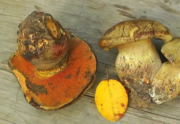 Сатанинский гриб. Фото и описание съедобны или нет, ложные