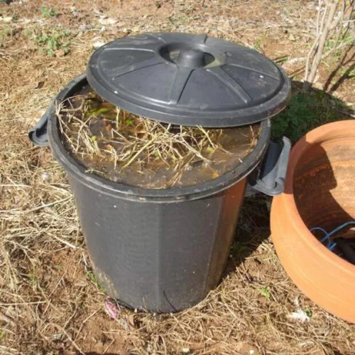 Савойская капуста. Фото как растет, выращивание и уход в открытом грунте